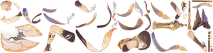 cyno-etc-4